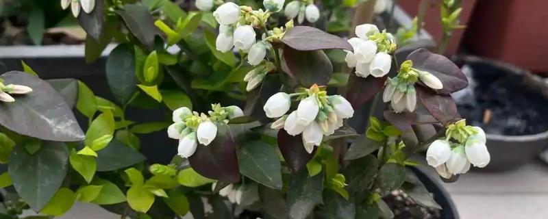 蓝莓开哪种颜色的花，有白色、桃红色、红色等