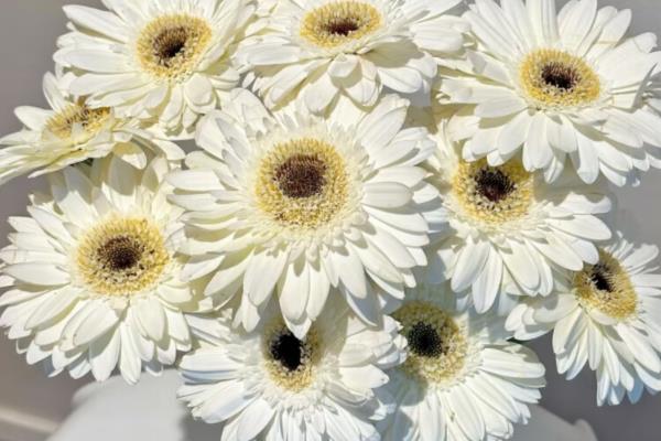 非洲菊的花语，红色非洲菊寓意着热情、爱情