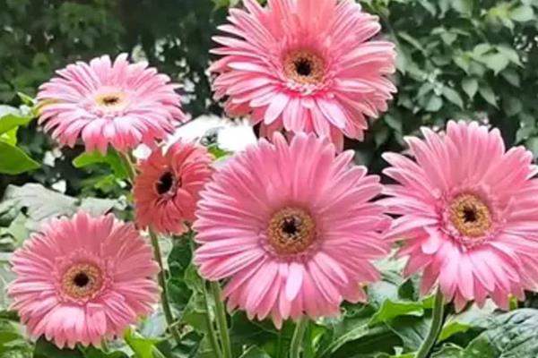 非洲菊的花语，红色非洲菊寓意着热情、爱情