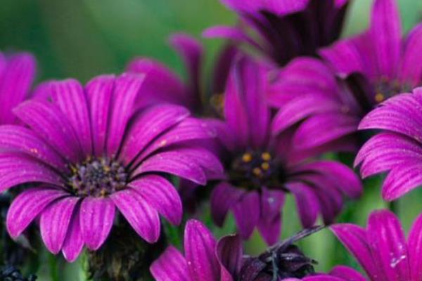 非洲菊的花语，红色非洲菊寓意着热情、爱情