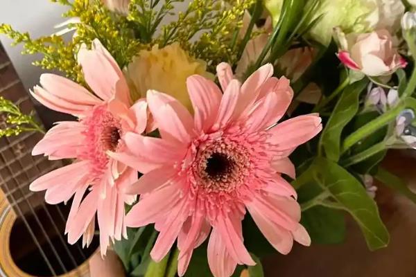 非洲菊的花语，红色非洲菊寓意着热情、爱情