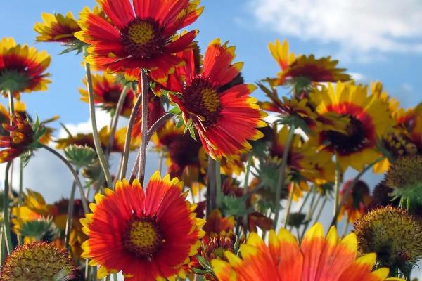 非洲菊的花语，红色非洲菊寓意着热情、爱情