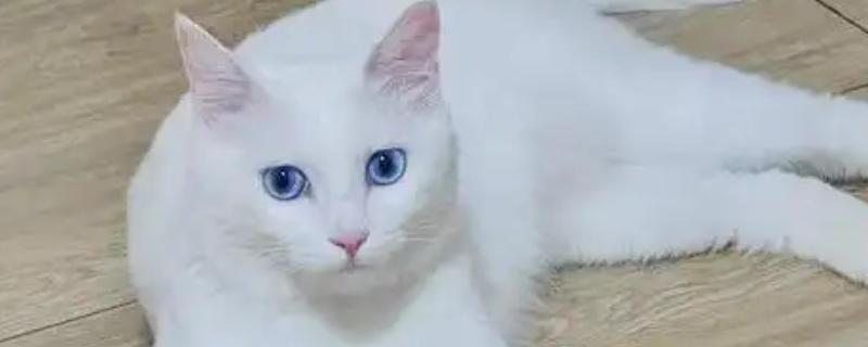 怎样知道猫是不是聋子，通过日常行为来判断
