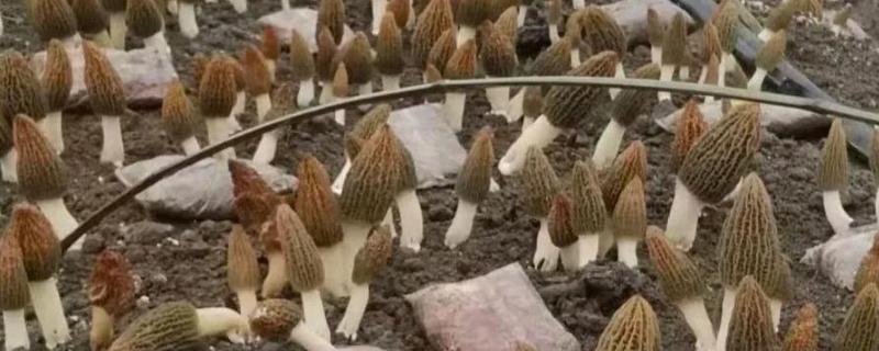 羊肚菌的种植方法，将菌袋呈立式放置在室内