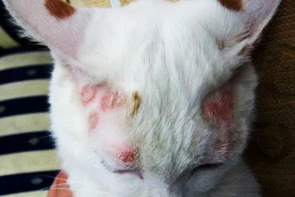 猫咪皮肤痒的原因，可能是真菌感染性皮肤病、皮肤过敏等因素所致