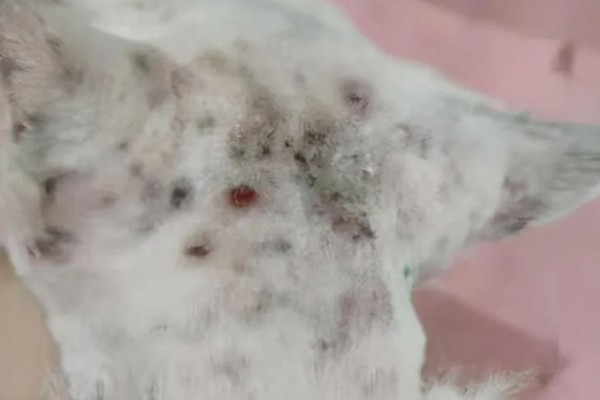 猫咪皮肤痒的原因，可能是真菌感染性皮肤病、皮肤过敏等因素所致