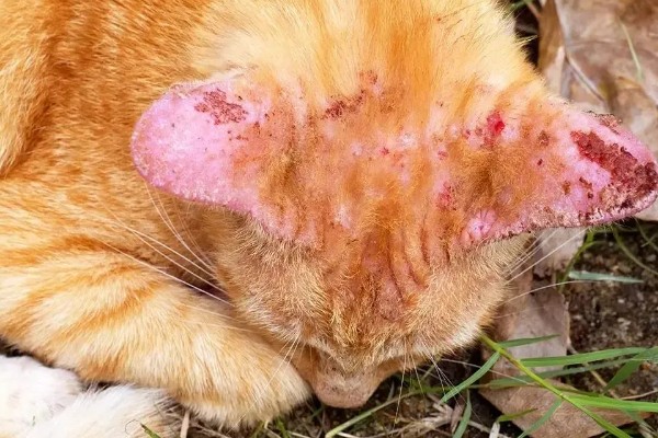 猫咪皮肤痒的原因，可能是真菌感染性皮肤病、皮肤过敏等因素所致
