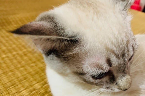 猫咪皮肤痒的原因，可能是真菌感染性皮肤病、皮肤过敏等因素所致