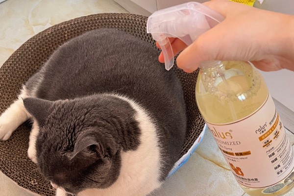 猫咪皮肤痒的原因，可能是真菌感染性皮肤病、皮肤过敏等因素所致