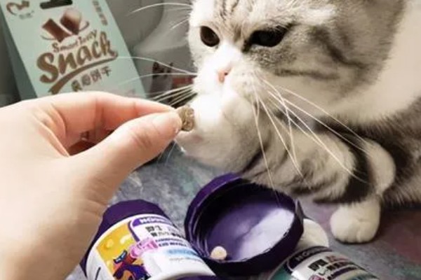 猫咪皮肤痒的原因，可能是真菌感染性皮肤病、皮肤过敏等因素所致