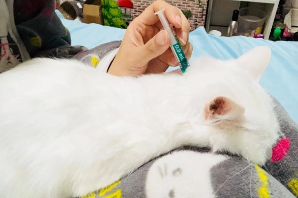 猫咪皮肤痒的原因，可能是真菌感染性皮肤病、皮肤过敏等因素所致