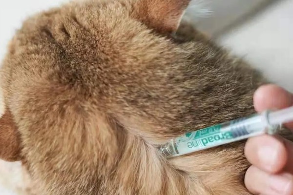 猫咪皮肤痒的原因，可能是真菌感染性皮肤病、皮肤过敏等因素所致