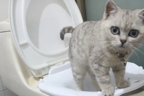 猫咪皮肤痒的原因，可能是真菌感染性皮肤病、皮肤过敏等因素所致