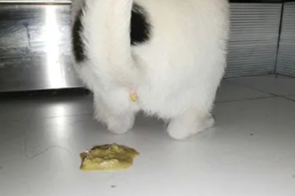 猫咪皮肤痒的原因，可能是真菌感染性皮肤病、皮肤过敏等因素所致