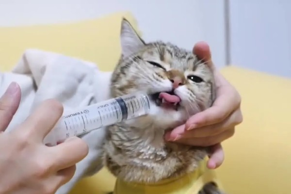 猫咪皮肤痒的原因，可能是真菌感染性皮肤病、皮肤过敏等因素所致