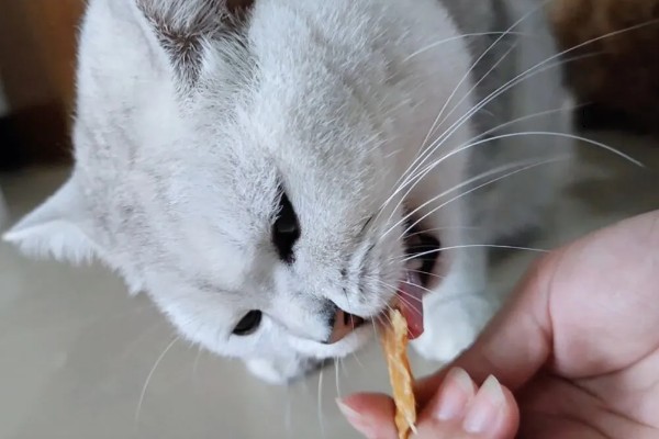 猫咪皮肤痒的原因，可能是真菌感染性皮肤病、皮肤过敏等因素所致