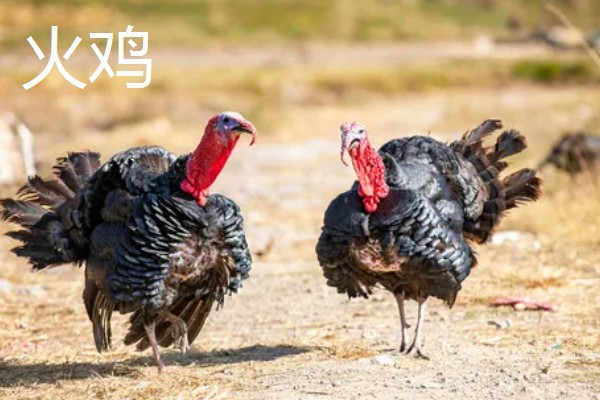 一个月的火鸡体重，能达到1-2公斤左右
