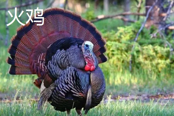 一个月的火鸡体重，能达到1-2公斤左右