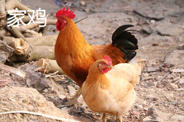 一个月的火鸡体重，能达到1-2公斤左右