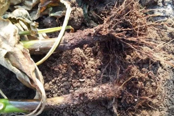 常见的土传病害有哪些，有猝倒病、立枯病、疫病等