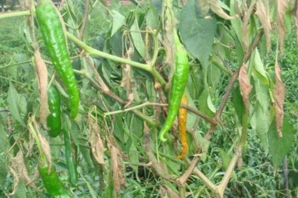 常见的土传病害有哪些，有猝倒病、立枯病、疫病等