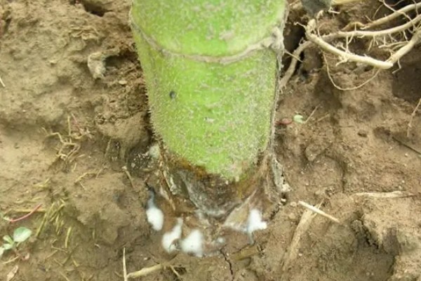 常见的土传病害有哪些，有猝倒病、立枯病、疫病等