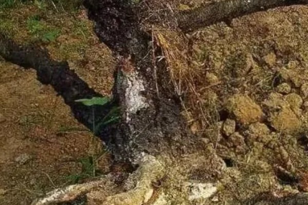 常见的土传病害有哪些，有猝倒病、立枯病、疫病等