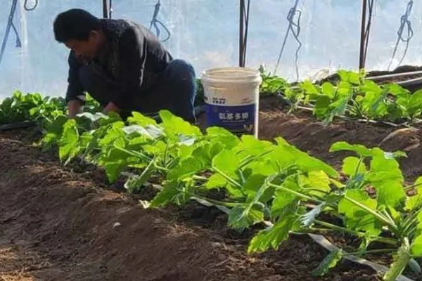 常见的土传病害有哪些，有猝倒病、立枯病、疫病等