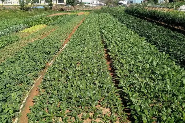 常见的土传病害有哪些，有猝倒病、立枯病、疫病等