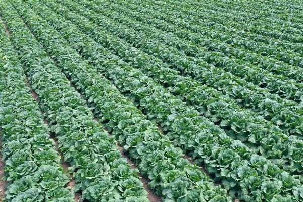 常见的土传病害有哪些，有猝倒病、立枯病、疫病等