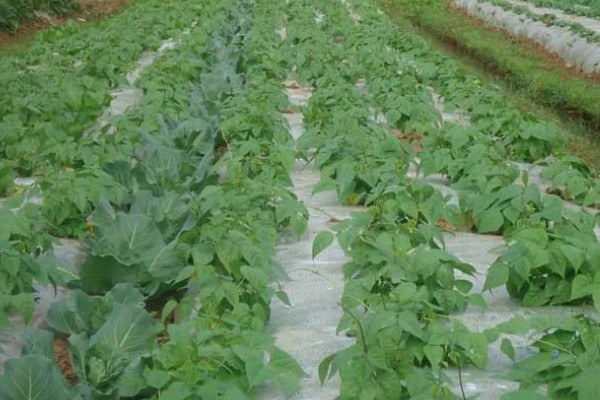 常见的土传病害有哪些，有猝倒病、立枯病、疫病等