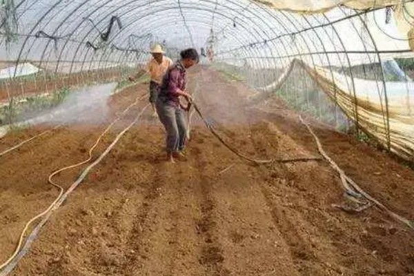 常见的土传病害有哪些，有猝倒病、立枯病、疫病等