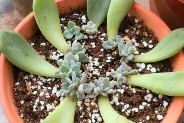 多肉植物的种植方法，栽培基质要求疏松透气、排水良好