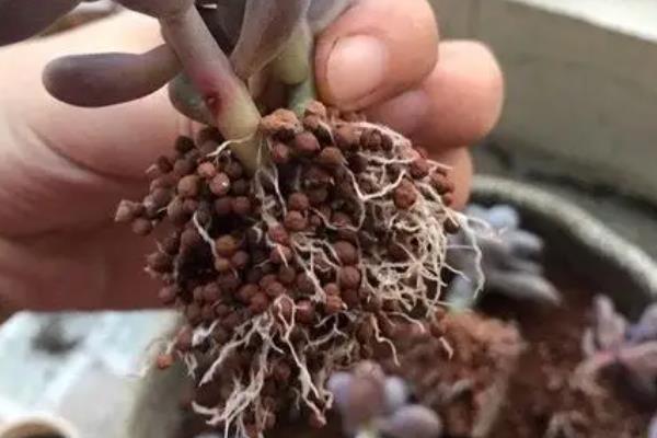 多肉植物的种植方法，栽培基质要求疏松透气、排水良好