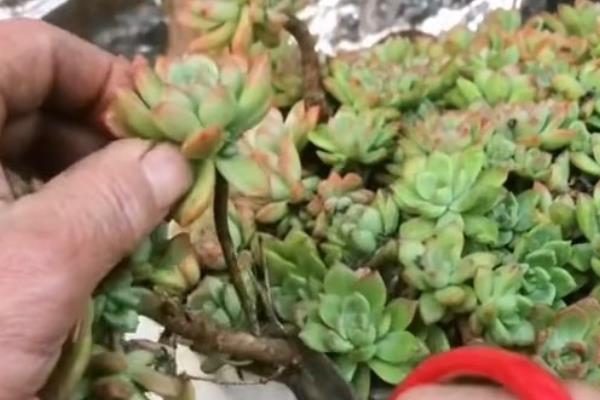 多肉植物的种植方法，栽培基质要求疏松透气、排水良好
