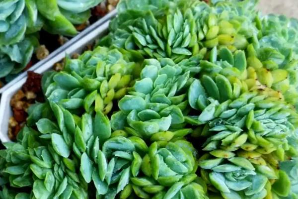 多肉植物的种植方法，栽培基质要求疏松透气、排水良好