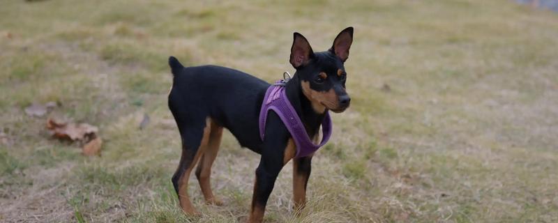 哪些狗狗怕冷，常见吉娃娃、巴哥犬、杜宾犬等品种