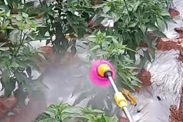 提高辣椒单产的关键，门椒以下的侧枝全部打掉