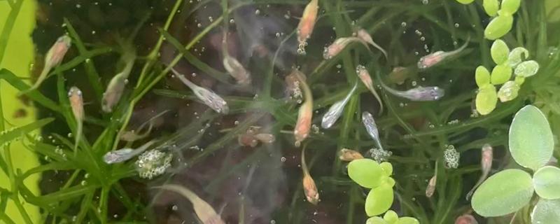 青鳉鱼能长多大，成年之后身长在1.5-2厘米