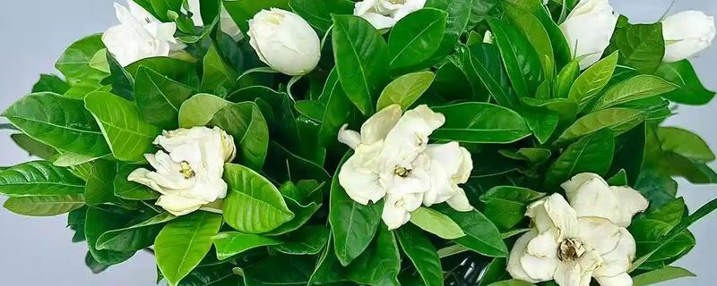 让栀子花更旺盛的方法，每周都要追施一次肥料