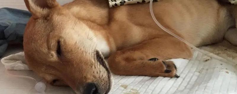 狗狗生病怎么治疗，发生犬瘟热可注射犬瘟热病毒抗体和高免血清