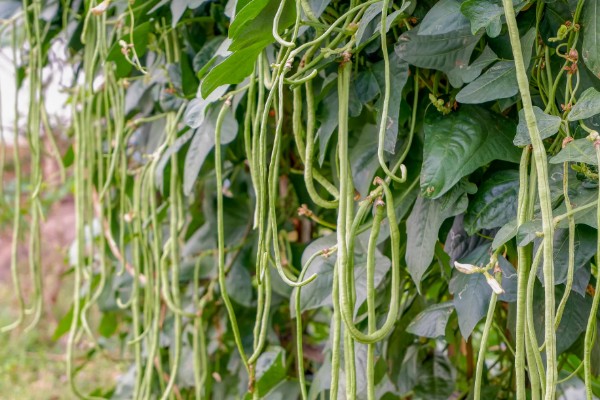 秋豆角何时种植，以8-9月份为宜