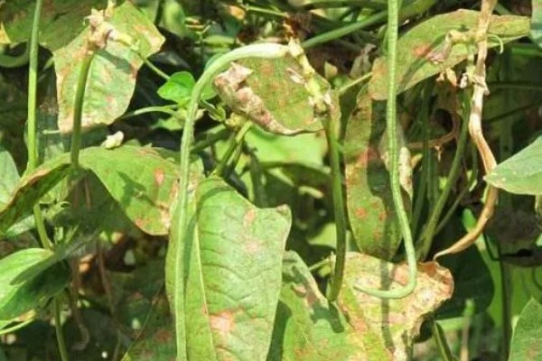 秋豆角何时种植，以8-9月份为宜