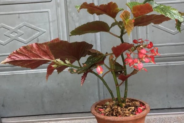 竹节海棠的品种,只有一个品种
