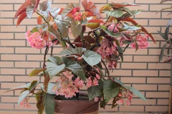 竹节海棠的品种,只有一个品种