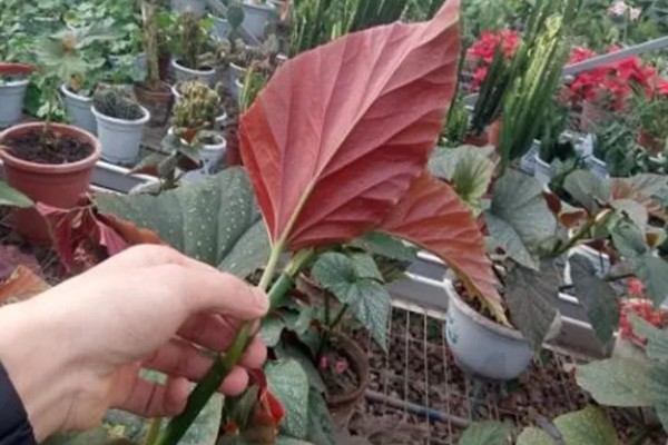 竹节海棠的品种,只有一个品种