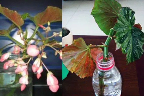 竹节海棠的品种,只有一个品种