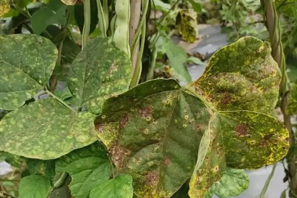 秋豆角何时种植，以8-9月份为宜