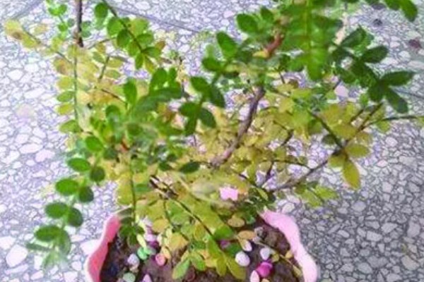 清香木叶子掉了还可以长吗，还会长的