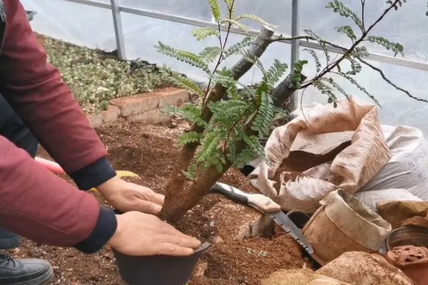 清香木叶子掉了还可以长吗，还会长的